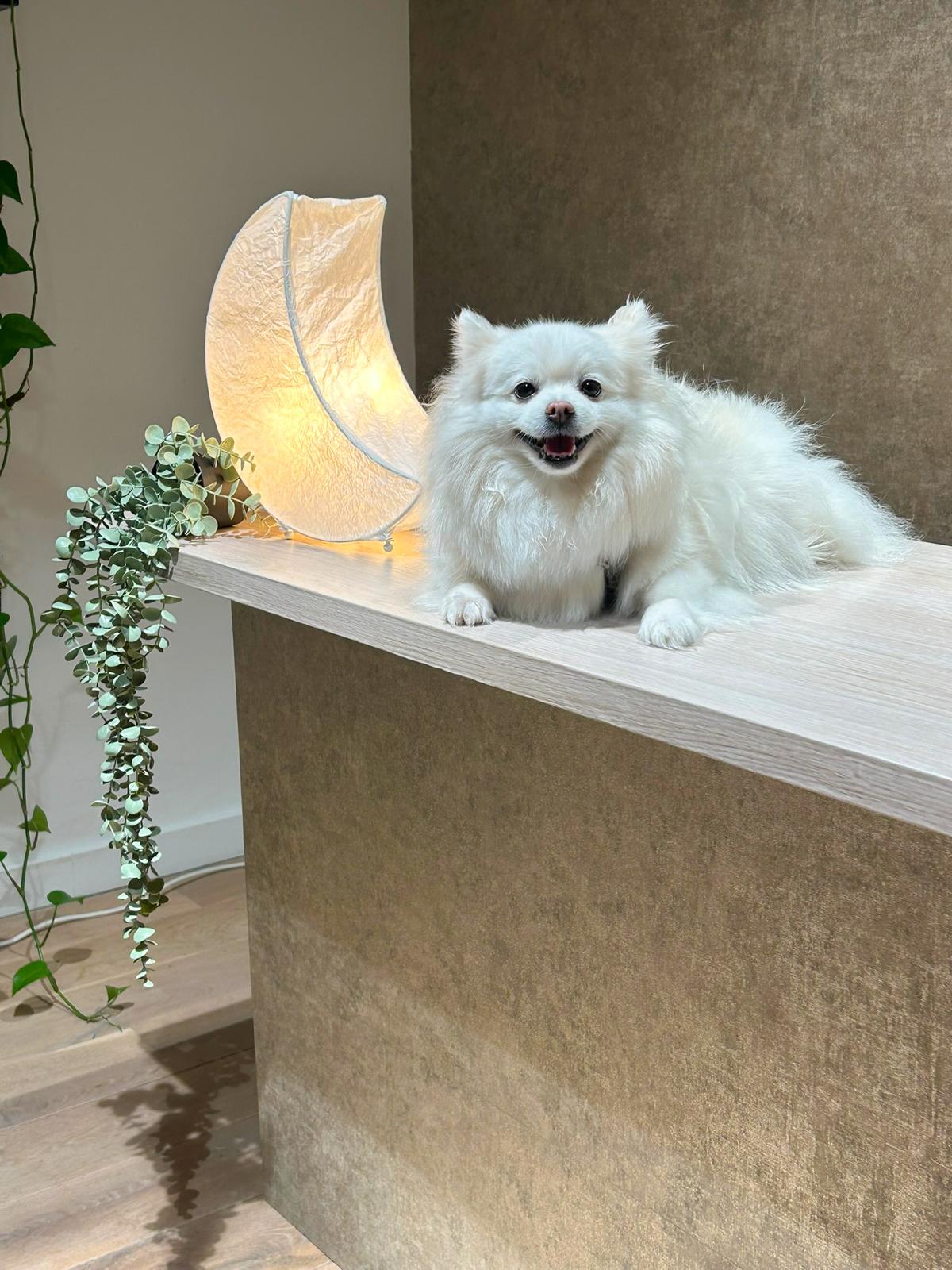 Luna Studio — warm desk with moon lamp
